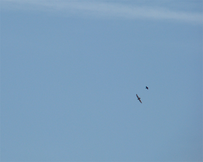 Rapace da identificare